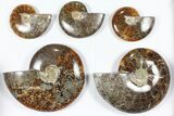 Lot: Polished Ammonites ( - ) - Pieces #101601-1